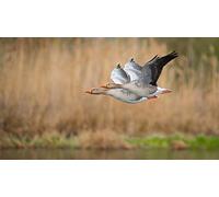 OZLHSP jugsaw puzzles for adults 1000 pieces Geese Animals 75x50cm