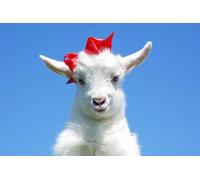 OZLHSP jugsaw puzzles for adults 1000 pieces Goat Animal 75x50cm
