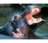 OZLHSP jugsaw puzzles for adults 1000 pieces Hippopotamus Animals 75x50cm