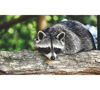 OZLHSP jugsaw puzzles for adults 1000 pieces Raccoons Animal 75x50cm