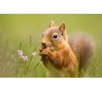 OZLHSP jugsaw puzzles for adults 1500 pieces Squirrel Animals 87x57cm