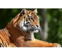 OZLHSP jugsaw puzzles for adults 1500 pieces Tigers Big Animals 87x57cm