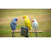 OZLHSP jugsaw puzzles for adults 500 pieces Parrots Animals 52x38cm