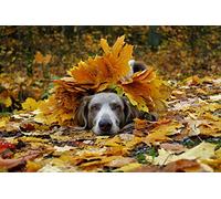 OZLHSP jugsaw puzzles for adults 500 pieces Weimaraner Animals 52x38cm