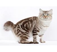 OZLHSP kids jigsaw 1000 piece American Bobtail Cat Animal 75x50cm