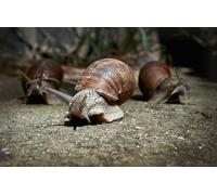 OZLHSP kids jigsaw 1500 piece Snails Animals 87x57cm