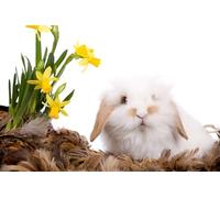 OZLHSP kids jigsaw 500 piece Rabbit Feathers Animals 52x38cm