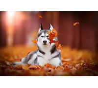 OZLHSP kids jigsaw 500 piece Siberian Husky Animal 52x38cm