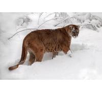 OZLHSP kids jigsaw puzzles 1500 piece Cougars Big Cats Animal 87x57cm