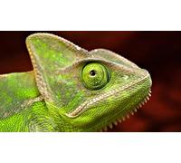 OZLHSP kids jigsaw puzzles 1500 piece Reptiles Animals 87x57cm