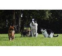 OZLHSP kids jigsaw puzzles 500 piece Chihuahua Border Collie Animals 52x38cm