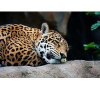 OZLHSP kids jigsaw puzzles 500 piece Jaguars Big Animals 52x38cm