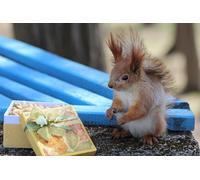 OZLHSP kids jigsaw puzzles 500 piece Squirrel Rodents Box Animal 52x38cm