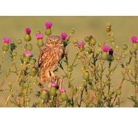 OZLHSP kids jigsaws 1500 piece Little Owl, Thistle Animals 87x57cm