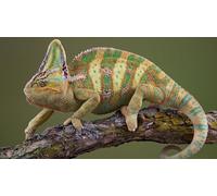 OZLHSP kids jigsaws 500 piece Reptiles Animals 52x38cm