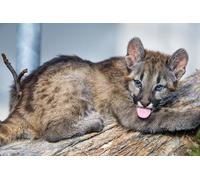 OZLHSP kids puzzle 1500 piece Cougars Big Cats 87x57cm