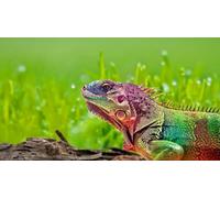 OZLHSP kids puzzle 1500 piece Reptiles 87x57cm