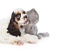 OZLHSP kids puzzle 500 piece Cocker spaniels 52x38cm