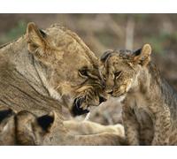 OZLHSP kids puzzle 500 piece Lion Big Cats Animal 52x38cm