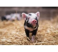 OZLHSP kids puzzle book 1000 piece jigsaws Domestic Pig Baby Animals 75x50cm