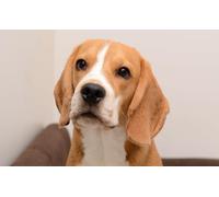OZLHSP kids puzzle book 1500 piece jigsaws Beagle Animals 87x57cm