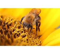 OZLHSP kids puzzle book 1500 piece jigsaws Bees Insect Pollen Animals 87x57cm