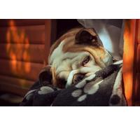 OZLHSP kids puzzle book 1500 piece jigsaws Bulldog Animals 87x57cm