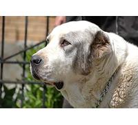 OZLHSP kids puzzle book 1500 piece jigsaws Central Asian Shepherd Animals 87x57cm