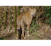 OZLHSP kids puzzle book 1500 piece jigsaws Cheetah Big Animals 87x57cm