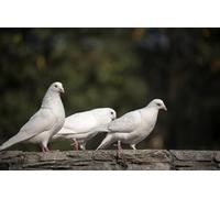 OZLHSP kids puzzle book 1500 piece jigsaws Dove Animal 87x57cm