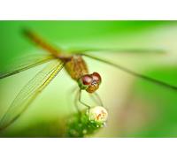 OZLHSP kids puzzle book 1500 piece jigsaws Dragonflies Animals 87x57cm