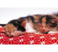 OZLHSP kids puzzle book 1500 piece jigsaws Kitten Animals 87x57cm