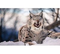 OZLHSP kids puzzle book 1500 piece jigsaws Lynx Animals 87x57cm