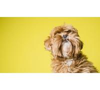 OZLHSP kids puzzle book 1500 piece jigsaws Shih Tzu Puppy Animals 87x57cm