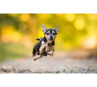 OZLHSP kids puzzle book 500 piece jigsaws Animal 52x38cm