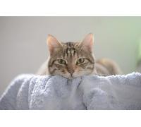 OZLHSP kids puzzle book 500 piece jigsaws Cats Towel Animals 52x38cm