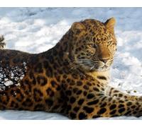 OZLHSP kids puzzle book 500 piece jigsaws Leopard Big Animals 52x38cm