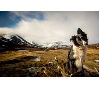 OZLHSP kids puzzles 500 pieces Border Collie Animals 52x38cm