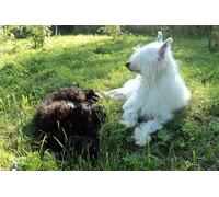 OZLHSP landscape jigsaw puzzles 1000 pieces Chinese Crested Animal 75x50cm