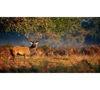 OZLHSP landscape jigsaw puzzles 1500 pieces Deer Animals 87x57cm