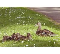 OZLHSP landscape jigsaw puzzles 1500 pieces Duck Chick Animals 87x57cm