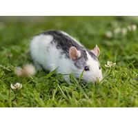 OZLHSP landscape jigsaw puzzles 500 pieces Rat Rodents Animal 52x38cm