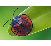 OZLHSP large jigsaw puzzles for adults 1000 piece Beetles Leaf Beetle Animals 75x50cm