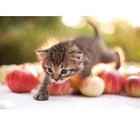 OZLHSP large jigsaw puzzles for adults 1000 piece Kitten Cats Animal 75x50cm