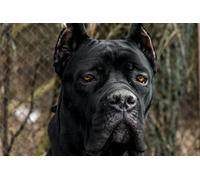 OZLHSP large jigsaw puzzles for adults 500 piece Cane Corso Animals 52x38cm