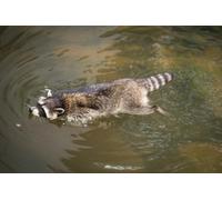 OZLHSP large jigsaw puzzles for adults 500 piece Raccoons Swimming Animal 52x38cm