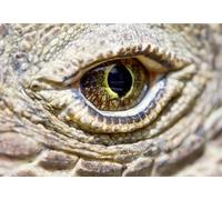 OZLHSP large jigsaw puzzles for adults 500 piece Reptiles Komodo Dragon Animals 52x38cm