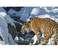 OZLHSP large jigsaw puzzles for adults 500 piece Tigers Big Animals 52x38cm