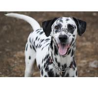 OZLHSP large piece jigsaw puzzles for adults 500 piece Dalmatian Animal 52x38cm