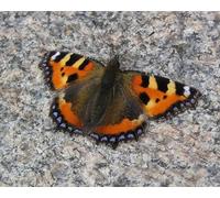 OZLHSP mind puzzles for adults 1000 pieces Butterflies Insects Animals 75x50cm